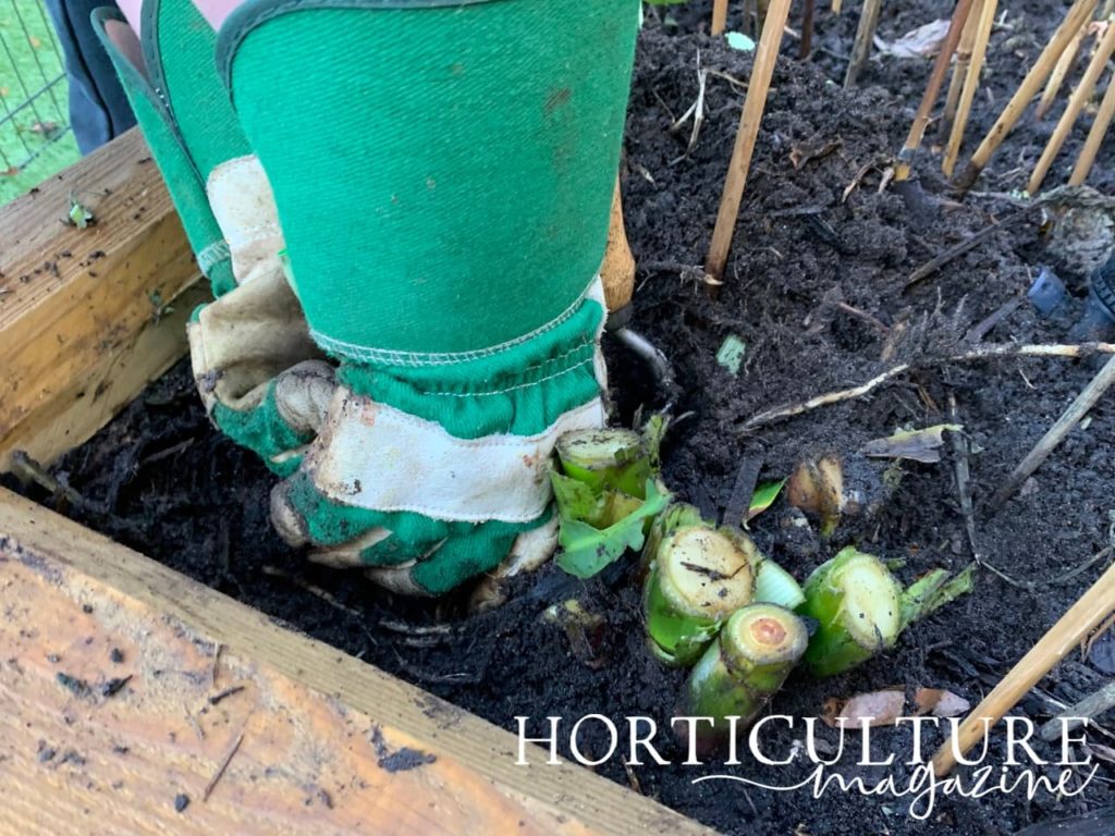 gloves being used to pull the rhizomes from the soil