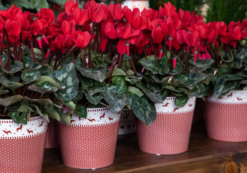 potted Christmas cyclamens with red flowers growing indoors on a table in a row