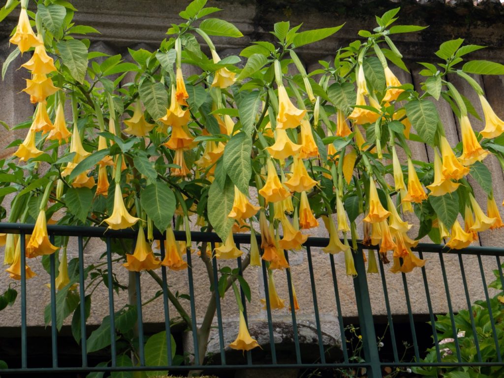 orange-yellow flowering brugmansia tree growing from a balcony
