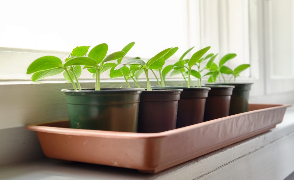small plant seedlings growing in pots in a tray that have been placed on a windowsill indoors
