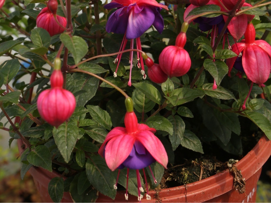 pink flower buds with some purple flowers already in bloom from a hardy fuchsia plant growing from a container
