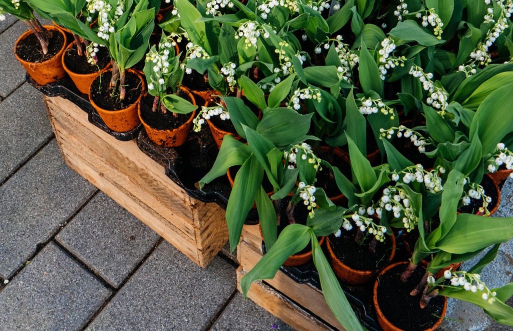 lots of small potted lily of the valley plants growing in crates on the floor outside