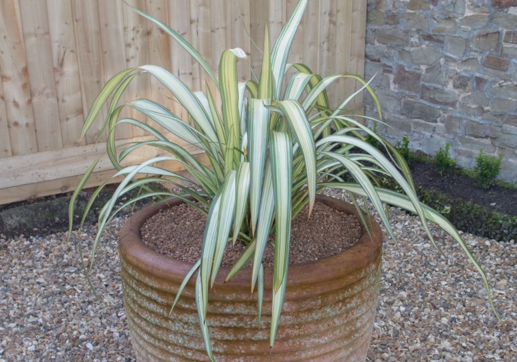 small phormium ‘Cream Delight’ plant with green and white leaves growing in a container outside
