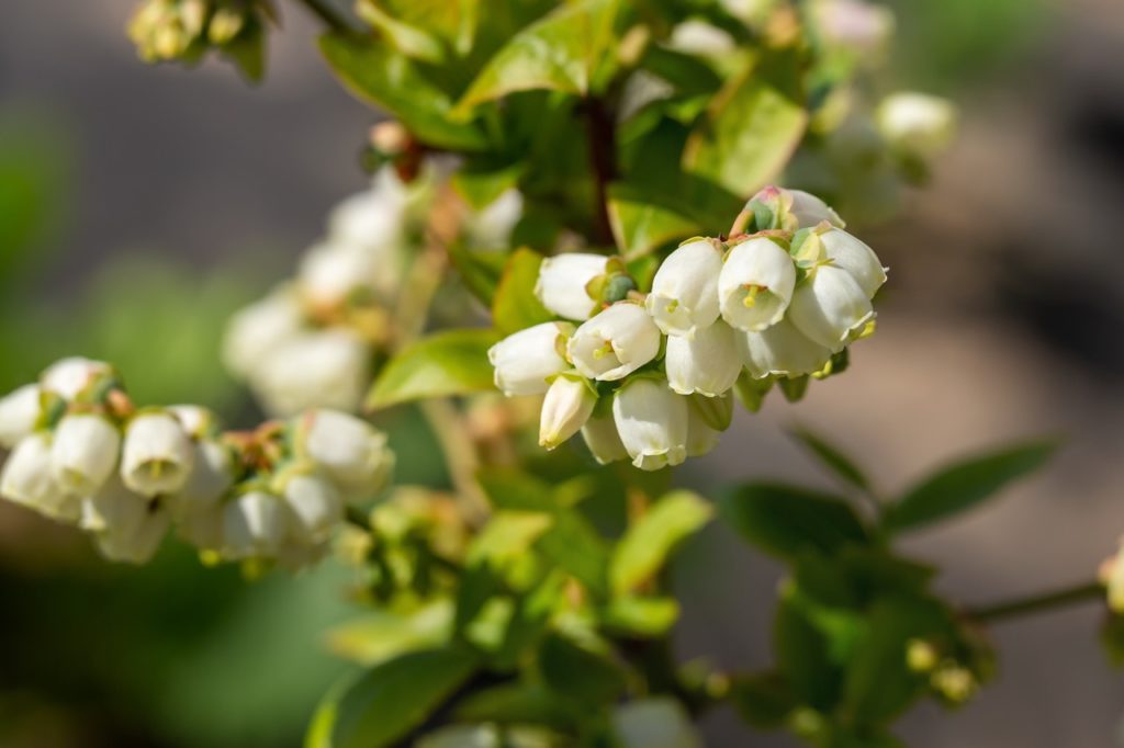 white flower buds forming on the branches of a blueberry bush growing outdoors during the spring