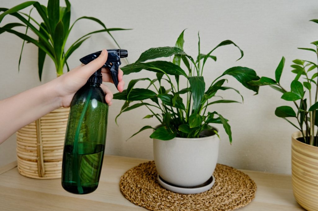 a potted peace lily being misted by water in a spray bottle