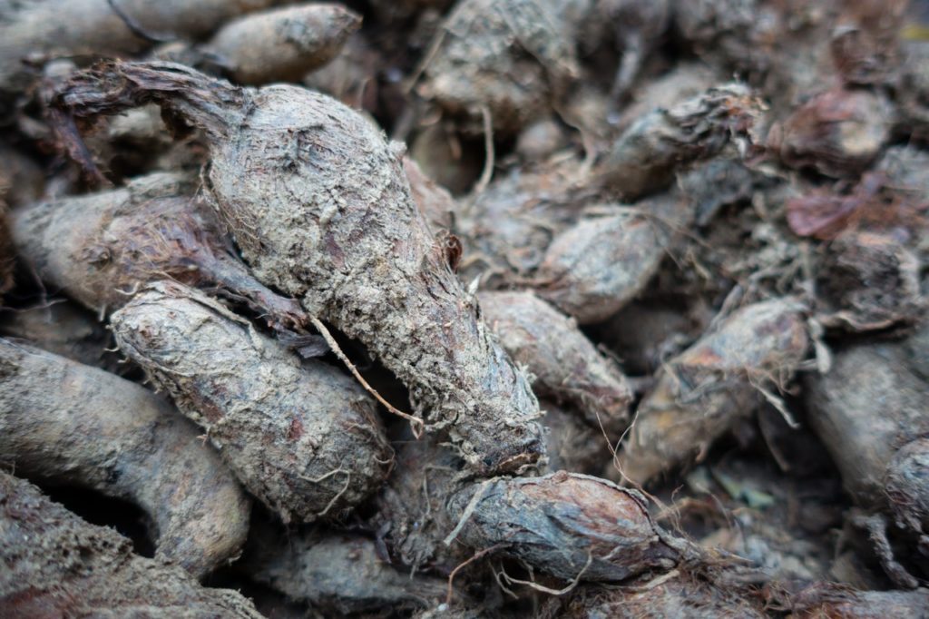a pile of grey, pear-shaped, harvested taro roots