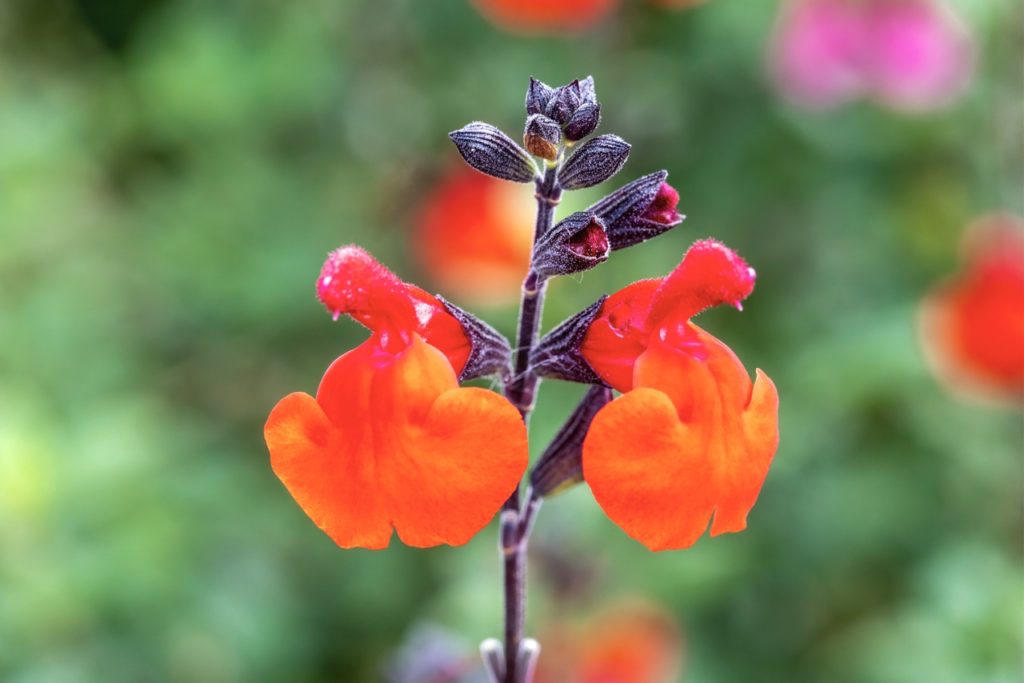 close-up of the orange-red flowers growing from a dark stem of a salvia &lsquo;royal bumble&rsquo; shrub in front of a blurry backdrop