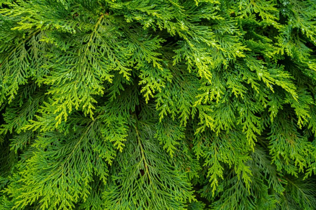 close-up of the green foliage from a thuja occidentalis tree