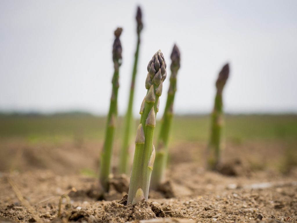 asparagus shoots growing from fresh soil outside