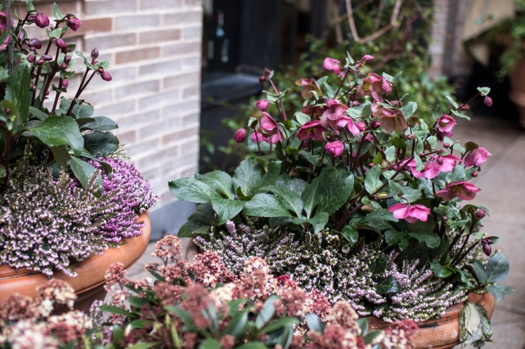 pink Hellebore plants with dark green foliage growing in pots with heathers