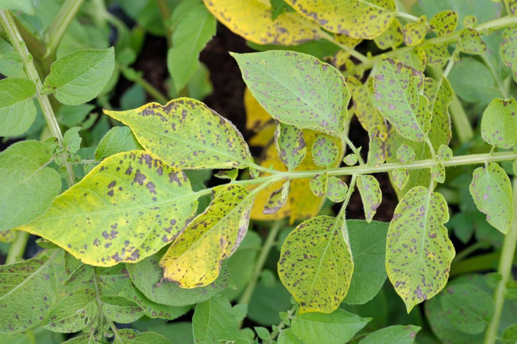 small black spots on the leaves of a plant which has been affected by leaf blight