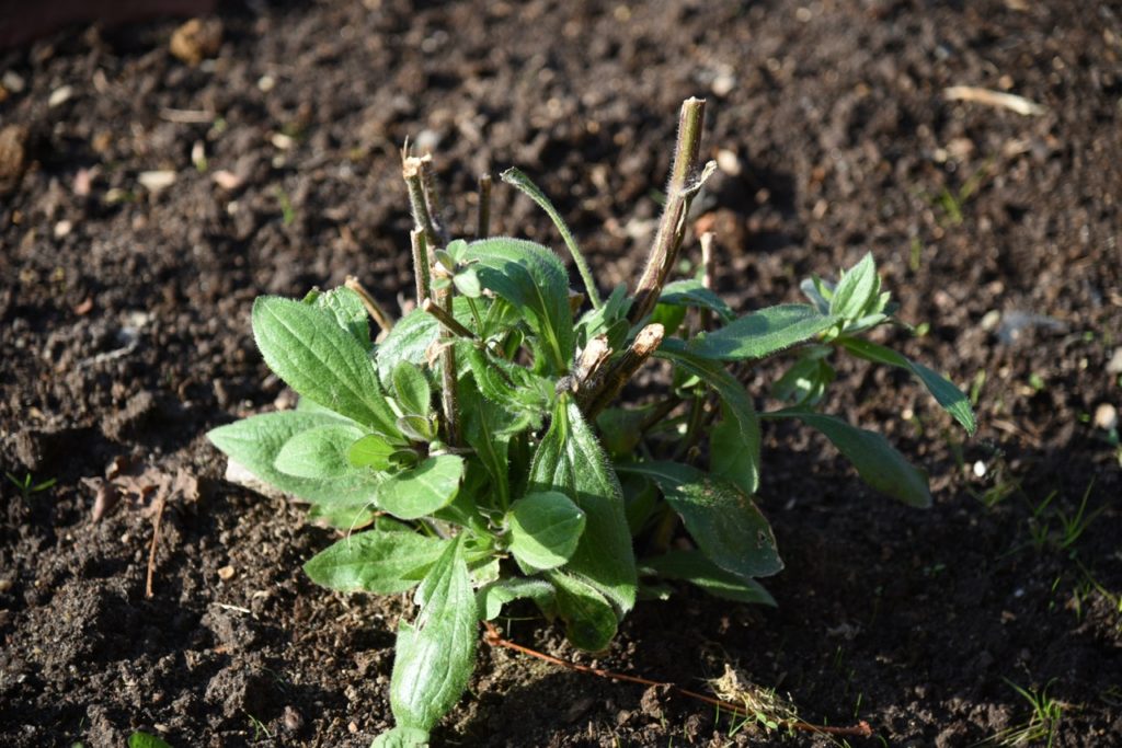 a rudbeckia plant that has been fully cut back