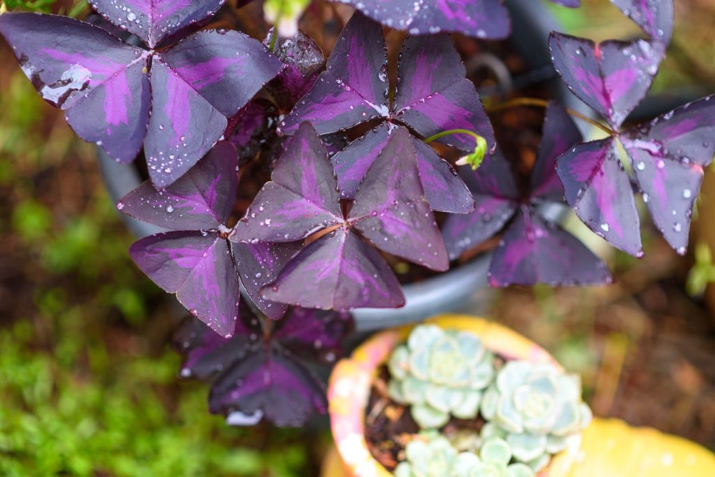 variegated purple leaves from a false shamrock plant growing outdoors in a pot with raindrops on its foliage