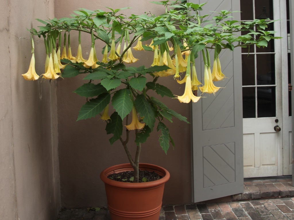 brugmansia tree with yellow flowers growing in a container
