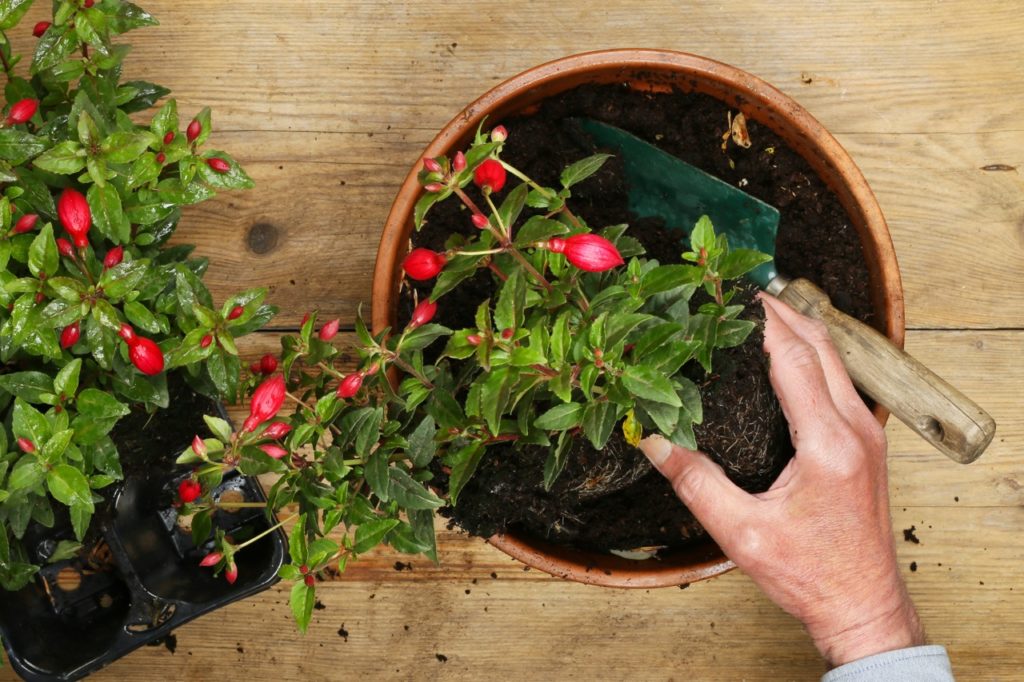 gardener using a trowel to pot a fuchsia plant with closed red flower buds into a container full of soil