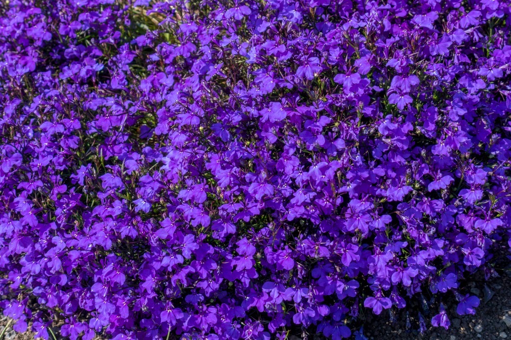 a big bed of purple lobelia erinus ‘Crystal Palace’ flowers