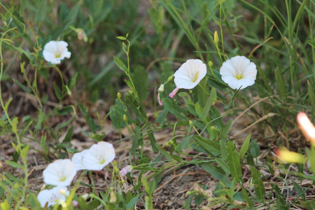 How To Get Rid Of Bindweed Horticulture Magazine
