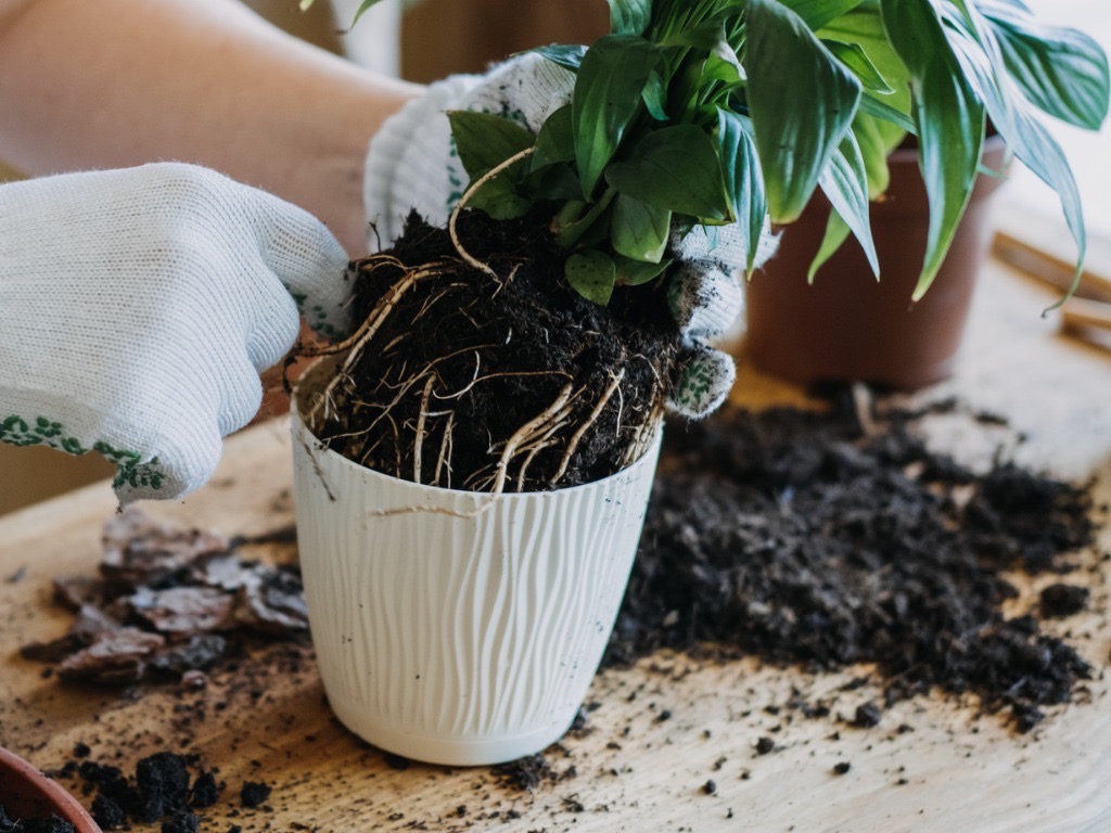 gloved hands lifting a spathiphyllum from its pot on a work surface to inspect the roots