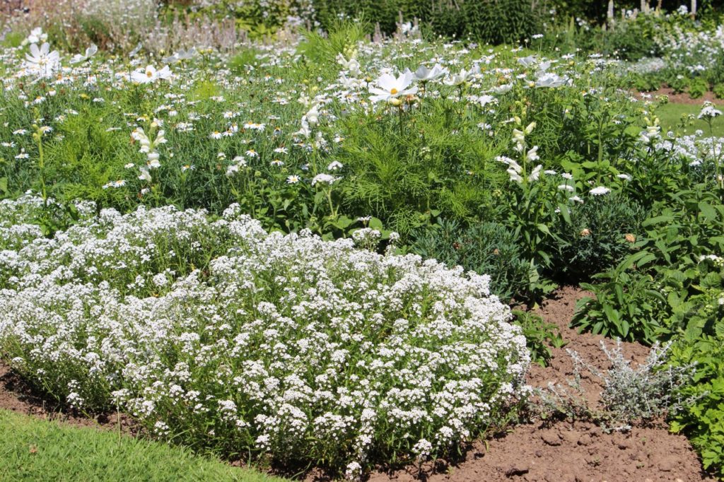white Shasta daisies growing outdoors in a garden bed with lots of other white flowering and shrubs