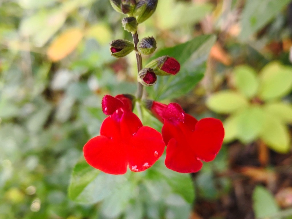 salvia with bright red flowers and small flower buds encased in green foliage
