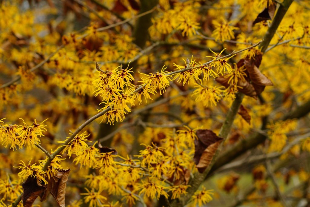 witch hazel shrub with unique yellow flowers that have lots of frilly long petals growing outdoors with some brown leaves still left on the branches