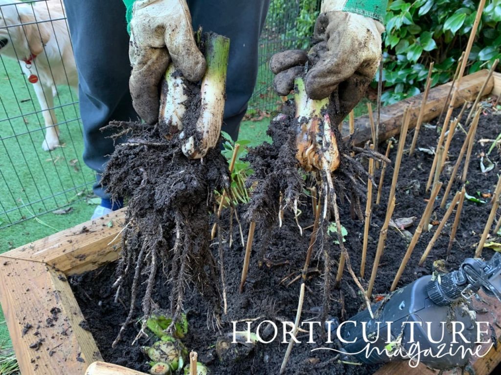 canna rhizomes shown divided into two sections and held by a gardener with gloved hands