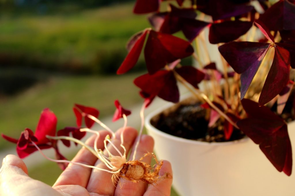someone holding a false shamrock tuber in front of a potted oxalis plant with purple foliage