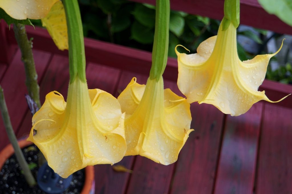 close-up of trumpet-shaped yellow flowers from a potted brugmansia plant growing on wooden decking outside covered in raindrops