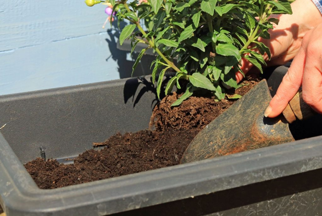 someone using a hand trowel to plant a fuchsia plant into a rectangular pot in front of a blue painted wall