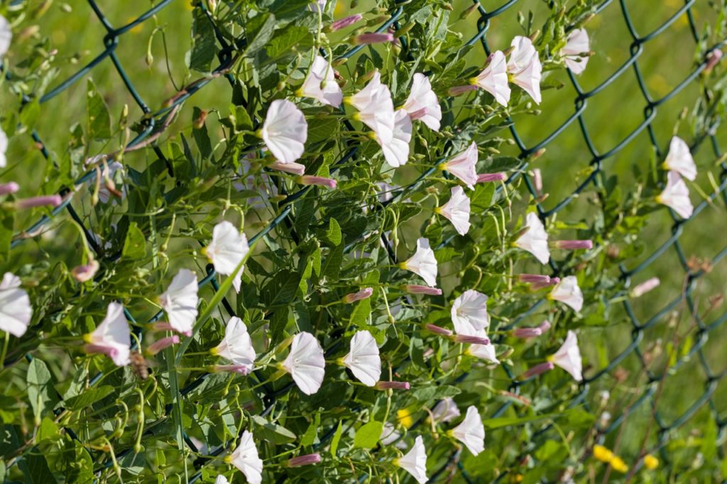 How To Get Rid Of Bindweed Horticulture Magazine