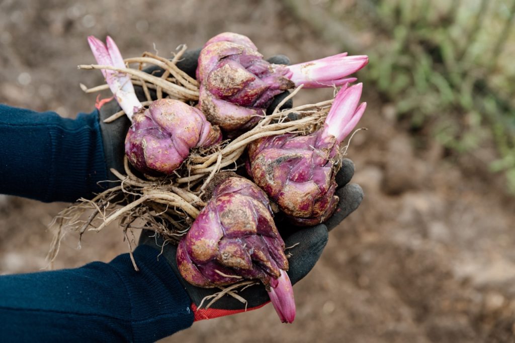 gardener wearing gardening gloves holding four large lily bulbs ready to be planted