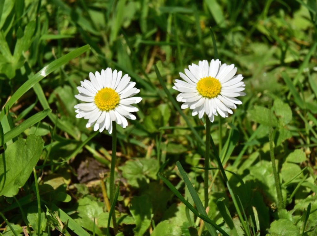 two white Shasta daisy flowers on tall stems growing amongst grass outside