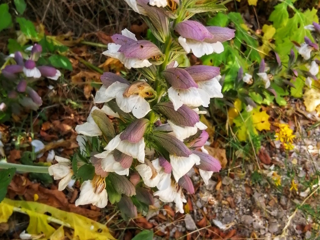 acanthus mollis plant with white flowers and purple and green leaves growing from mulched ground outside