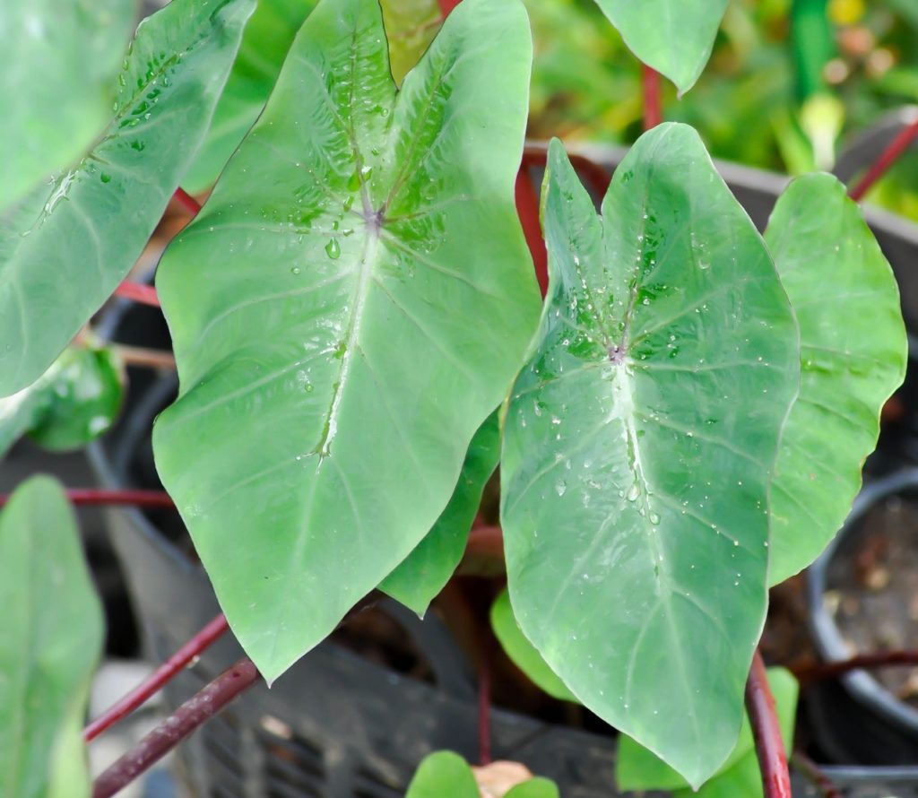 C. esculenta ‘Hawaiian punch’ with green leaves and red stems growing from a large round container