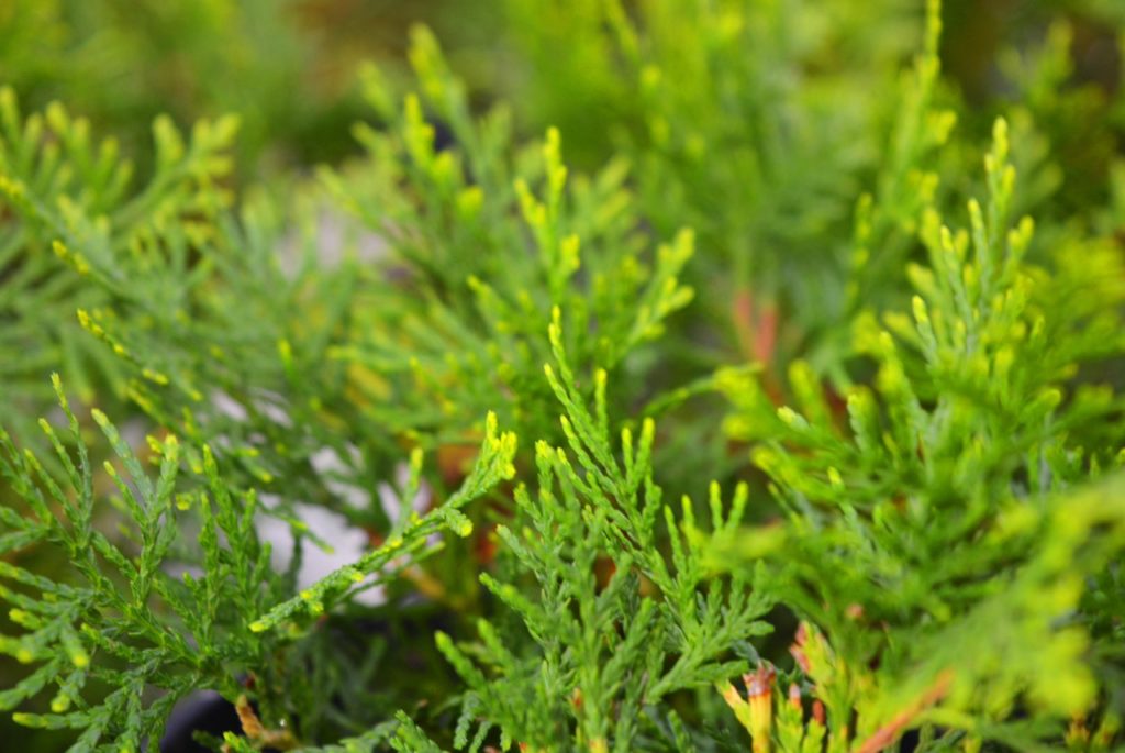 close-up of the foliage from a thuja plicata ‘aurea’ variety