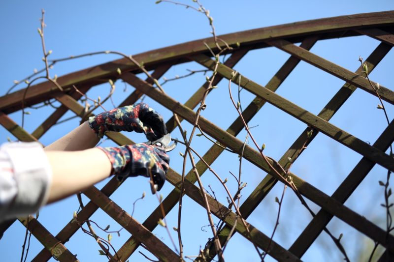 How (And When) To Prune Euonymus Horticulture.co.uk