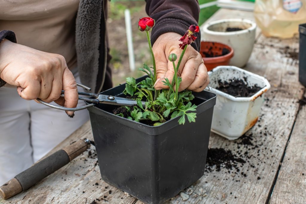 someone using gardening scissors to prune a wilting ranunculus plant on a work table outside in front of empty garden pots filled with compost