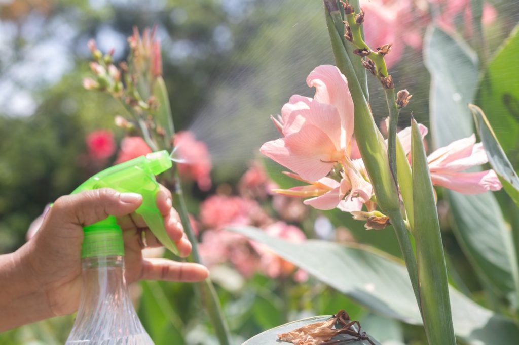 pink flowering canna lily growing outside in a garden being watered by a spray bottle