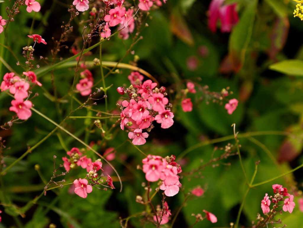 diascia with pink cup-shaped flowers growing outdoors