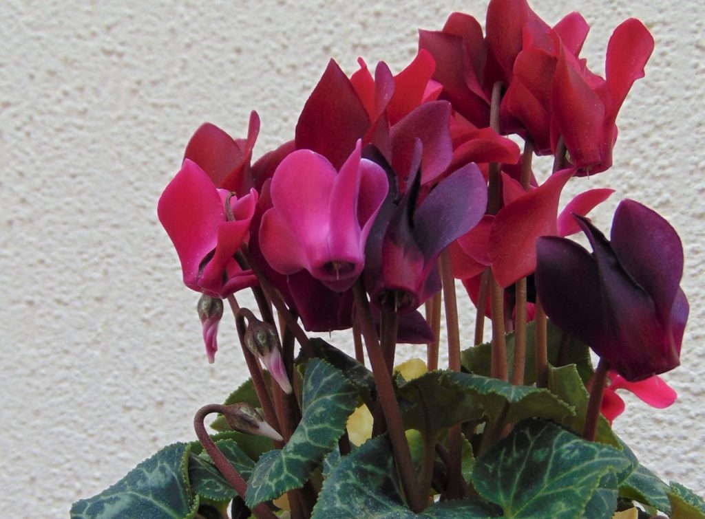 pink-purple flowering cyclamen growing outside in front of a white wall