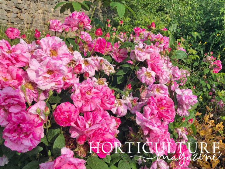 How To Prune Climbing Roses Horticulture Magazine