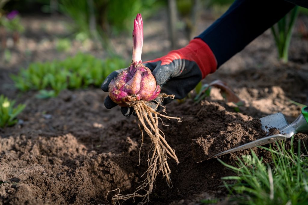 gardener placing a lily bulb into a hole in the soil outside with a trowel full of soil