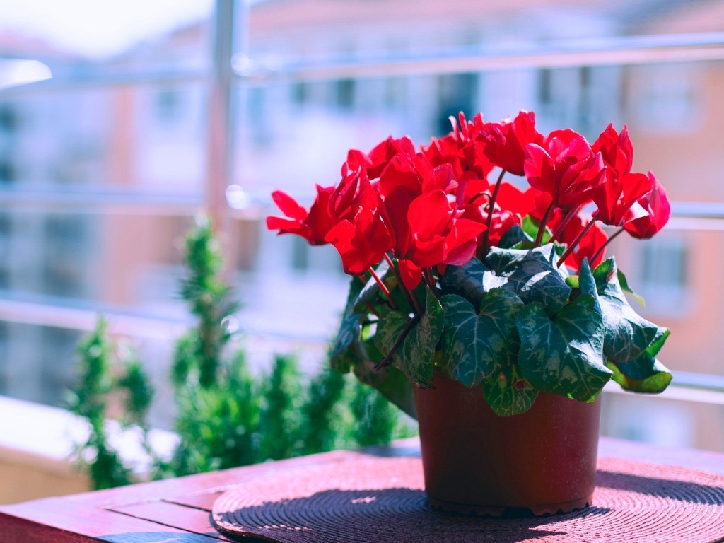 potted cyclamen plant on a table outside in front of a balcony