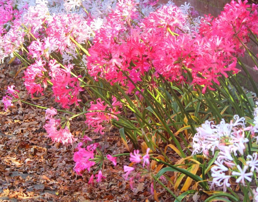 white and pink guernsey lilies on long stems on the border of a garden with lots of brown foliage