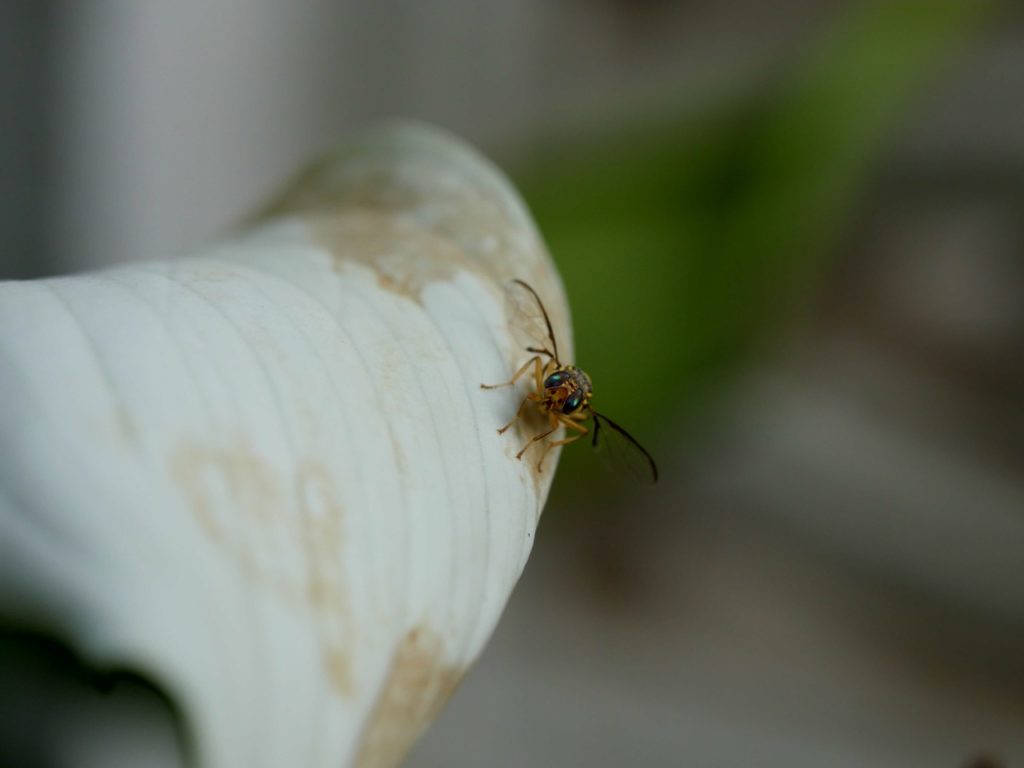 close-up of a brown bug on the surface of a peace lily petal that has started to turn brown due to damage
