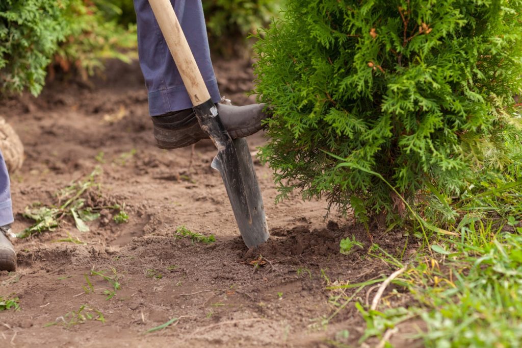 a shovel being used to dig around the roots of a thuja tree growing outside