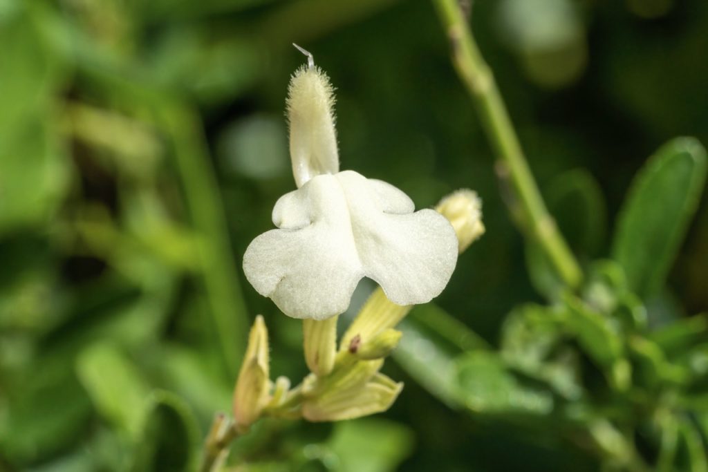 close-up of the white fuzzy flower from a salvia &lsquo;clotted cream&rsquo; shrub growing outside with a green backdrop