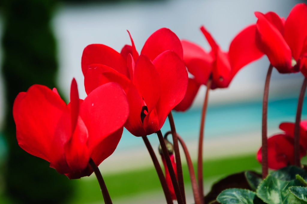 bright red cyclamen flowers in close focus