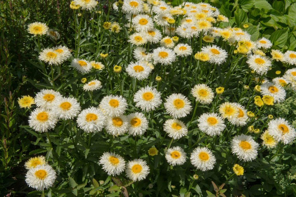 &lsquo;Real Galaxy&rsquo; Shasta daisies with layered thin white petals and yellow centres growing in a cluster outside