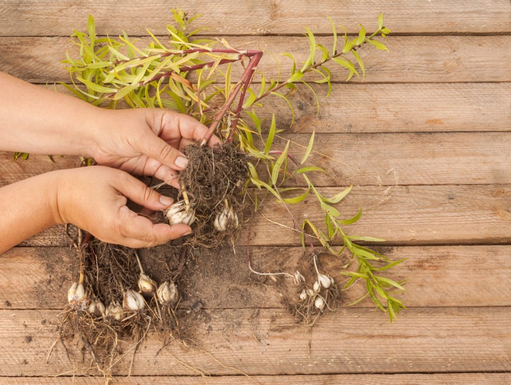 someone using their hands to divide some Asiatic lily bulbs on a wooden work surface